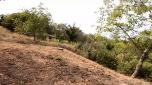 Одиночное Путешествие на Мопеде Лигерад с двигателем