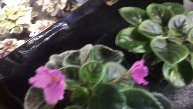 Мини фиалки. Постараюсь все показать и объяснить.