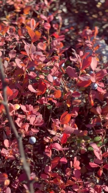 #норильск#ягоды#голубика