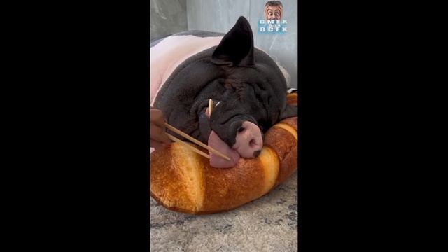 Я РЖАЛ ДО СЛЕЗ😂25 Минут ОТБОРНЫХ ПРИКОЛОВ 2024 Смешные в