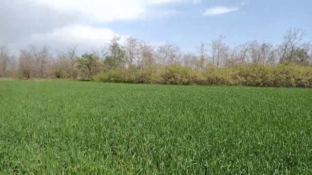 Пшеница после гербицидов