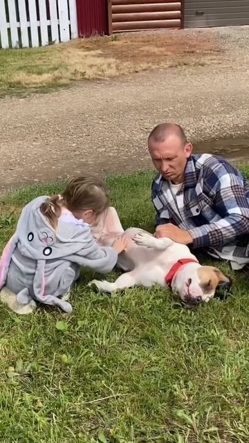 Песня про стаффорда #shortvideo #собака #стаффорд #staff #pets #юмор #стаффордширскийтерьер #прикол смотреть онлайн