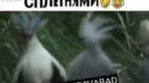 Марина! Марина! Что случилось? (Жмых)