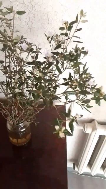 обожаю багульник #сельскийблогер #мояжизнь смотреть онлайн