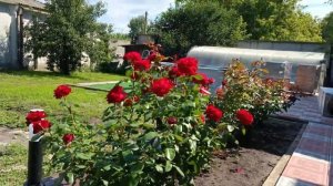 Обзор розы Марлен (Чайно гибридная) - Marlene (Tantau Германия