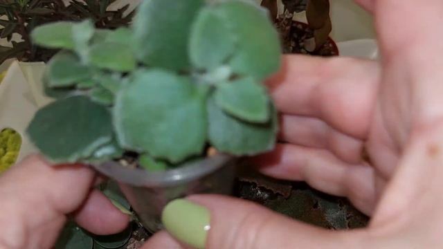 #мояколлекция ПРОДАЖА СУККУЛЕНТОВ|ЧАСТЬ ●1|51 ВИД ●☆▪ смотреть онлайн