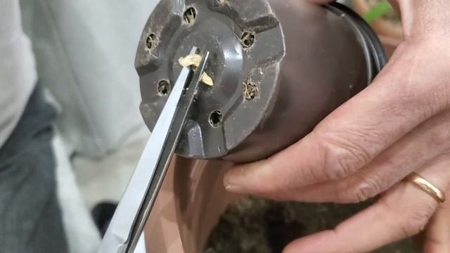 Выращиваем ПАЛЬМУ ДОМА легко | Трахикарпус Форчуна | В? смотреть онлайн