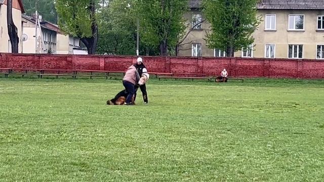 2 Отл. YUVENTUS v. Gold Sieg ++- №27 / КЧК КИСЕЛЕВСК 11 мая`25 Н.Тихонова Моно н/о