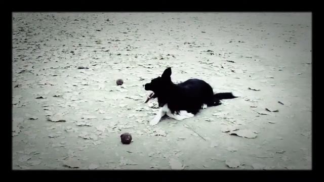 Прикольный ролик про собаку смотреть онлайн