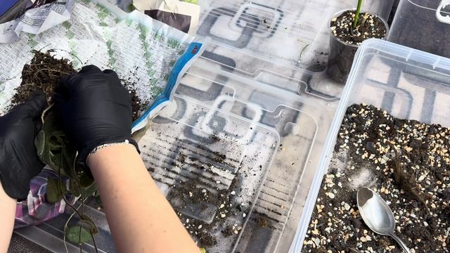 Хойи. Новички. Обработка и пересадка.🌿🪴