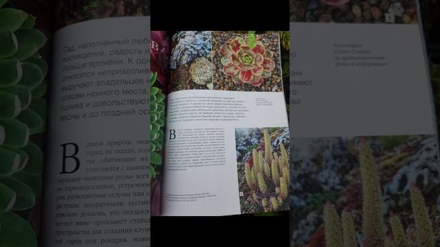 Суккуленты в саду. смотреть онлайн