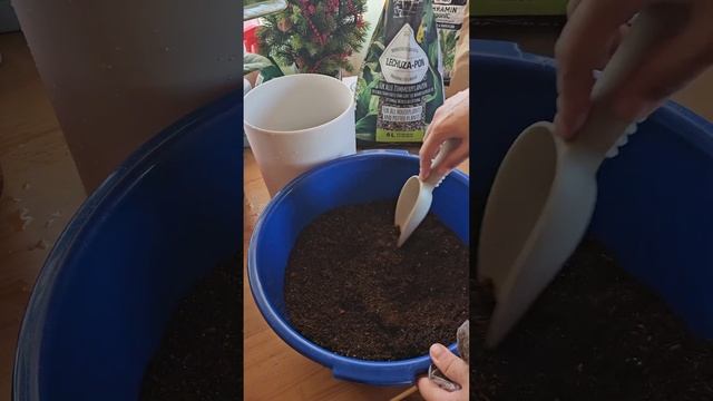 Срочно спасаем Фикус "Рабуста" смотреть онлайн