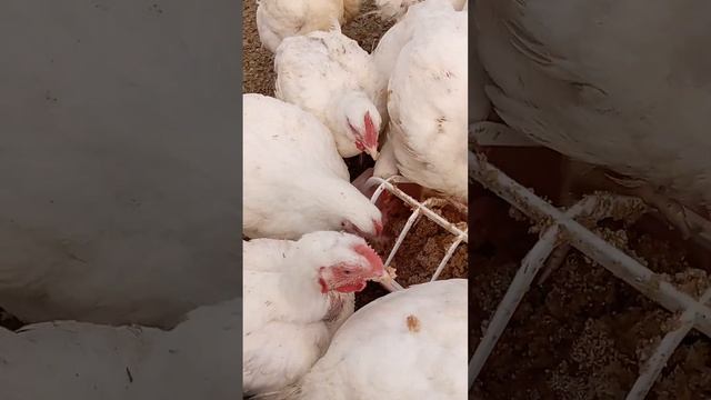 запареная дробленая пшеница. вкусно и дешево!!!! смотреть онлайн