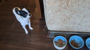 как приучить щенка чихуахуа к туалету