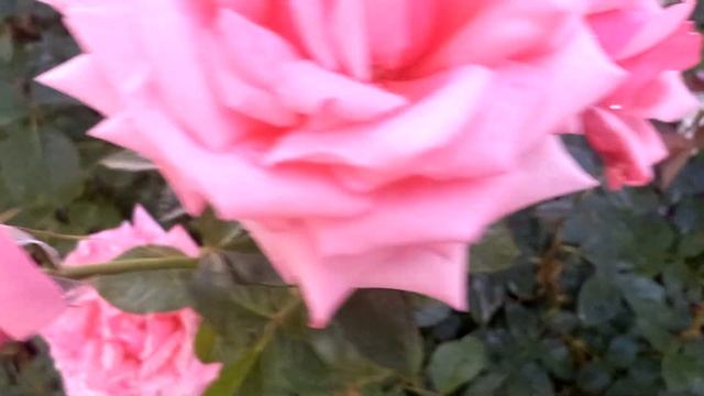 Мисс Диор,Эмильен Гийо,Этруска,Бермуда.     2 июня.г.Волг