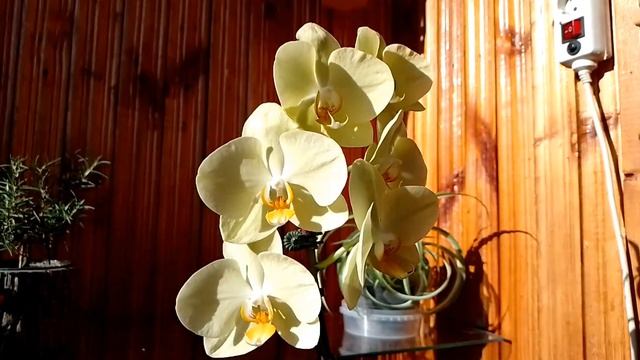 Фаленопсис ЯРА БРАЙТ, размер цветка 9 см