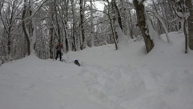Бигль в зимнем лесу, с собакой на снегоступах смотреть онлайн