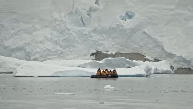 У пингвина всё тело было покрыто моллюсками, он уже не
