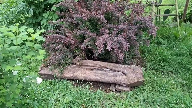 Очень необычное место. Прогулка под дождем. Соловьи... смотреть онлайн