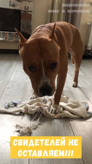 Свидетелей не оставляем!!! смотреть онлайн