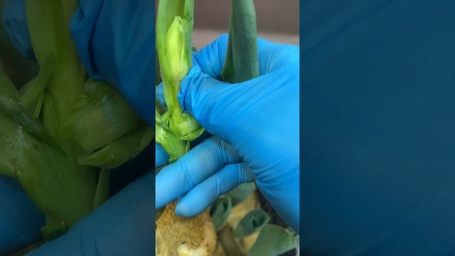 Выгонка тюльпанов, СТРОНГИ ОПАЗДЫВАЮТ! смотреть онлайн