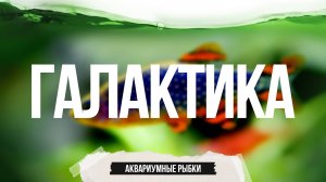 Сначала думали, что эта рыбка ''фотошоп''. Галактика