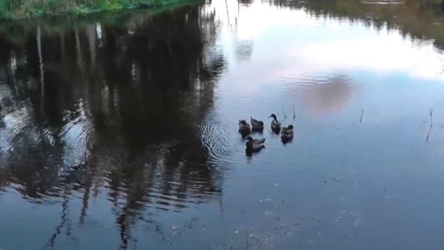 РЕЧЕНЬКА -исполняет мелодию Виктор Лукашов гармонь смотреть онлайн