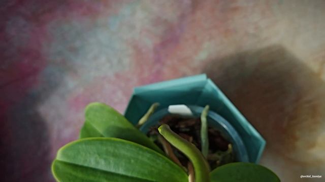 Phal. Lioulin Wild Cat Peloric от садовника Son Ya 🌸 1-е цветение орхид