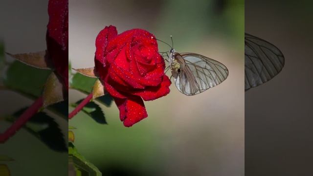 Мотылек  и  роза *Андрей  Антоненко *
