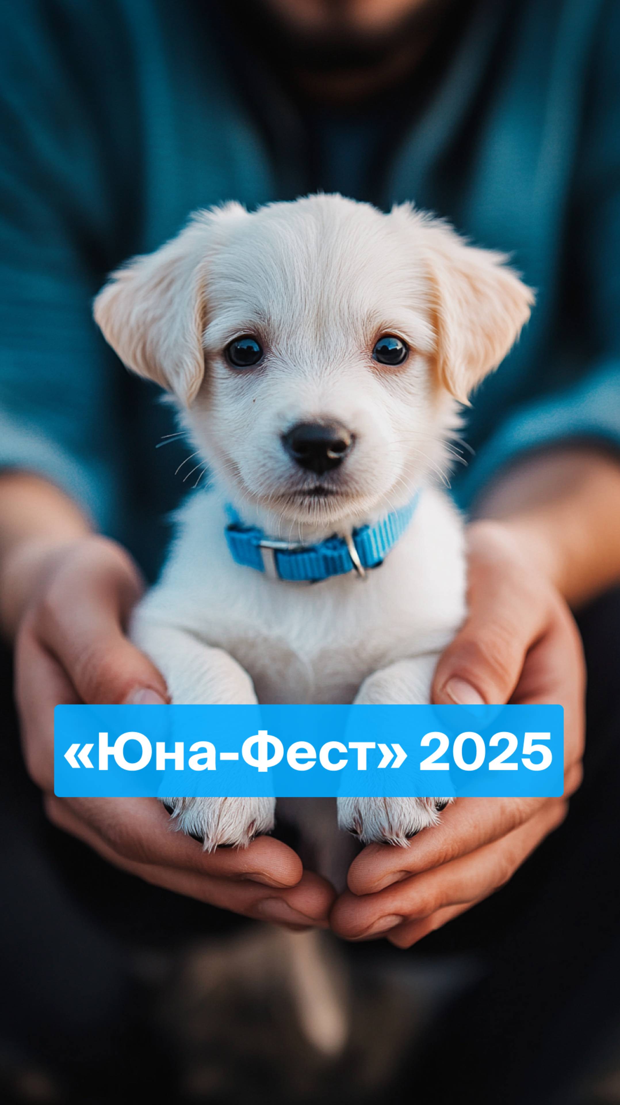 В Москве провели выставку-пристройство «Юна-Фест» 🐈🐕 смотреть онлайн