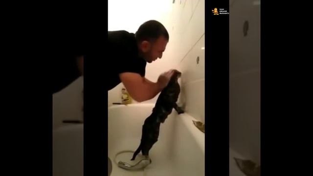 Не каждый кот так может! смотреть онлайн