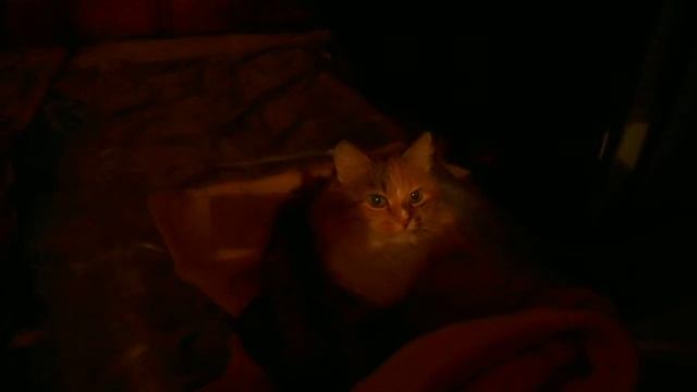 Главное - вид! Кошка Подушка-плюшевый сторож:)