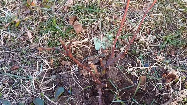 Обрезка роз весной. Убираем все чёрные и отмерзшие поб смотреть онлайн