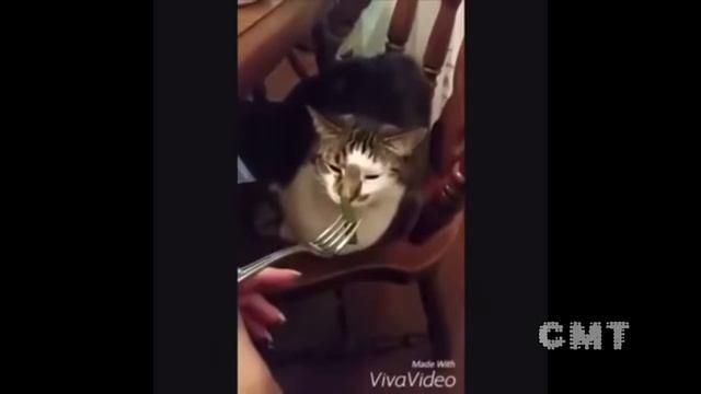 ПРИКОЛ ПРИКОЛЬНЫЕ ЖИВОТИНУШКИ | ОТ СМЕХОПАТА смотреть онлайн
