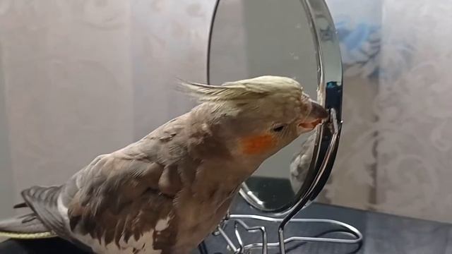 "Пляски с бубнами" , или зеркало можно погрызть смотреть онлайн