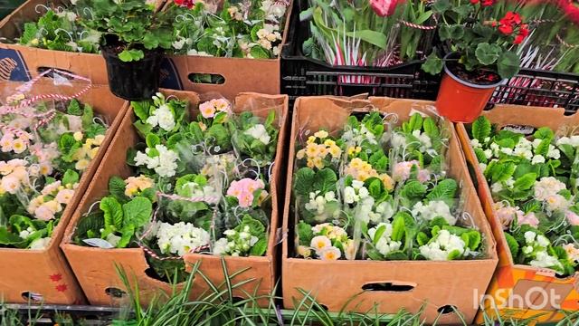 КИШИНЁВ. Ц/Р, цены на цветы. смотреть онлайн