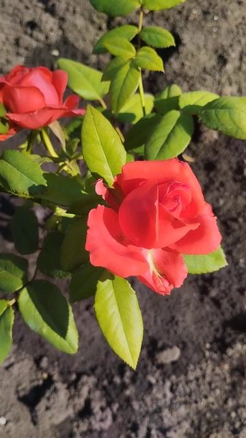 Чайно-гибридная роза из Светофора Золотой Дракон смотреть онлайн