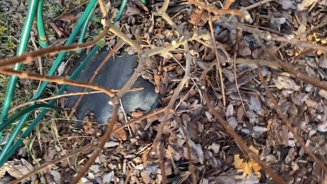 Обрезка низкорослой гортензии.