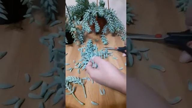 Седум Моргана. Обрезка. смотреть онлайн