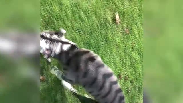 Смешные Приколы с Животными до слез, смешные коты и собаки Калейдоскоп за 09 07 2018 смотреть онлайн