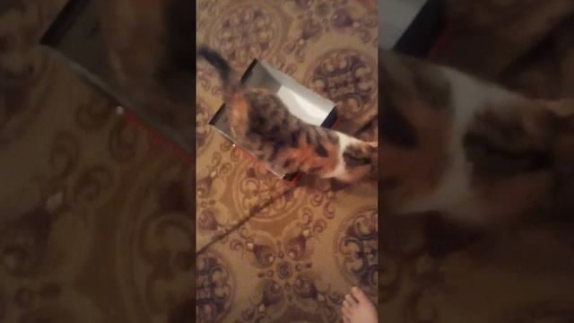 Приколы над котами смотреть онлайн