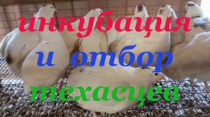 Выращивание перепелов от яйца до маточного стада