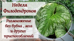 Неделя филодендронов. Размножение проще некуда!