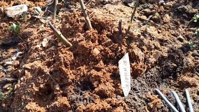 🌹 Раскрыла розы ,а там ....🤔🤷🥺