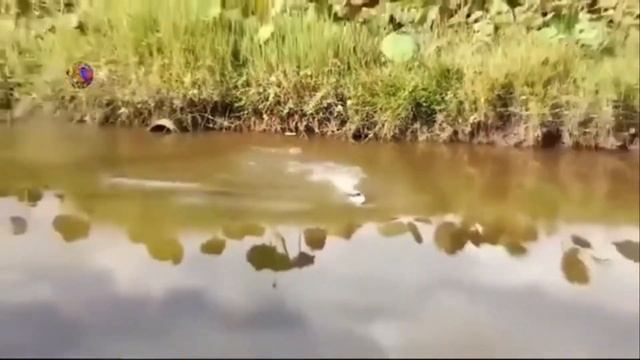 Видео приколы без звука!