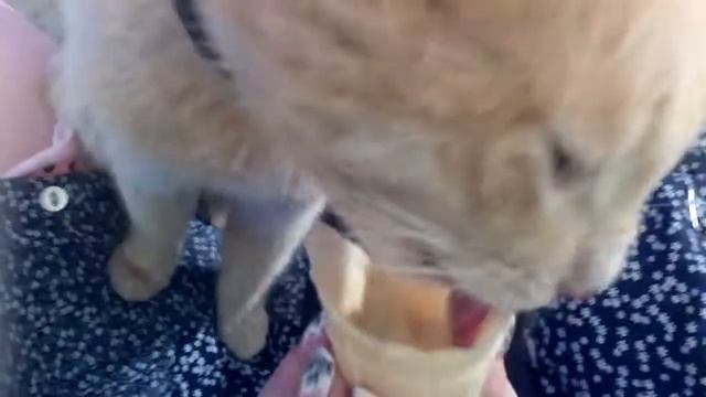 Кот ест мороженое смотреть онлайн