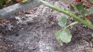 Укоренение розы, не отделяя от куста, без всяких замор?