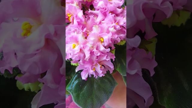 Фиалка сорта KZ-Даночка! смотреть онлайн