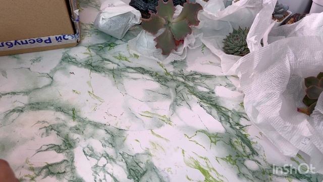 РАСПАКОВКА СУККУЛЕНТОВ ОТ ИВАНА СОБОЛЕВА!!!