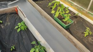 Дорожка в теплице. Бюджетный вариант.